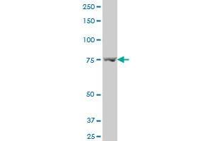 Angiomotin antibody  (AA 361-460)