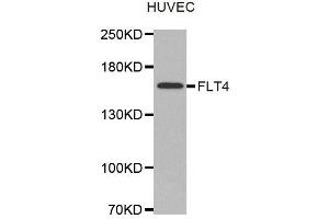 Western Blotting (WB) image for anti-Fms-Related Tyrosine Kinase 4 (FLT4) antibody (ABIN1876806) (FLT4 antibody)