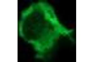 PIK3 gamma antibody