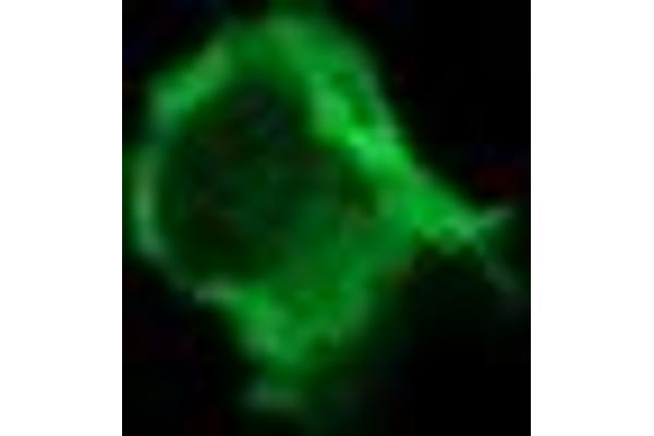 PIK3 gamma antibody