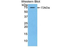 Western blot analysis of the recombinant protein. (HSPA1L antibody  (AA 1-641))