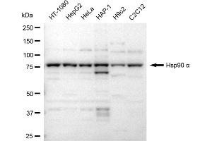Western blotting analysis using Hsp90 α antibody (ABIN7798870).