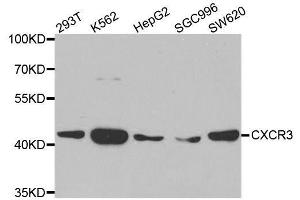 Western blot analysis of extracts of various cell lines, using CXCR3 antibody. (CXCR3 antibody)