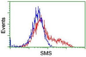 Flow Cytometry (FACS) image for anti-Spermine Synthase, SMS (SMS) antibody (ABIN1501095)
