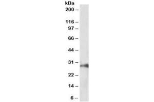 Western blot testing of pig kidney lysate with HOXA5 antibody at 1ug/ml. (HOXA5 antibody)