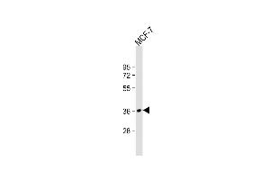 Anti-MFRN2 Antibody (N-term) at 1:2000 dilution + MCF-7 whole cell lysate Lysates/proteins at 20 μg per lane. (SLC25A28 antibody  (N-Term))
