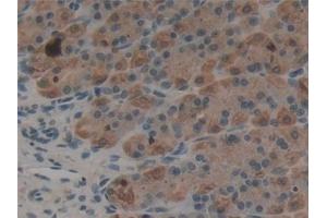 Detection of EREG in Rat Stomach Tissue using Polyclonal Antibody to Epiregulin (EREG) (Epiregulin antibody  (AA 1-162))