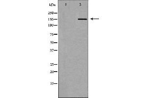 Western blot analysis of extracts of Mouse heart tissue lysate, using ABCC5antibody. (ABCC5 antibody  (N-Term))
