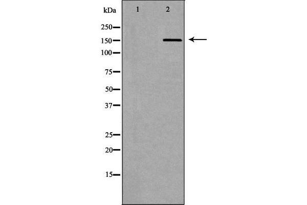 ABCC5 antibody  (N-Term)