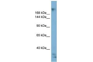 WB Suggested Anti-EXPH5 Antibody Titration:  0. (Exophilin 5 antibody  (Middle Region))