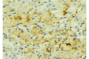 ABIN6276854 at 1/100 staining Mouse liver tissue by IHC-P. (MTTP antibody  (Internal Region))