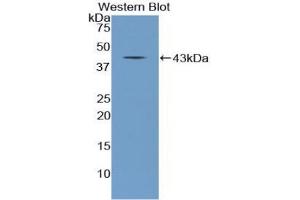 Western blot analysis of the recombinant protein. (NPPC antibody  (AA 31-126))