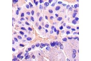 Immunohistochemistry of paraffin-embedded mouse brain tissue using ABIN7153540 at dilution of 1:50 (ENO2/NSE antibody  (AA 2-431))