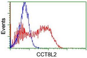 Image no. 2 for anti-Chaperonin Containing TCP1, Subunit 8 (Theta)-Like 2 (CCT8L2) antibody (ABIN1497479) (CCT8L2 antibody)