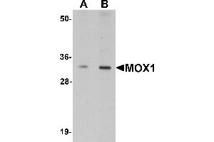 Western Blotting (WB) image for anti-Mesenchyme Homeobox 1 (MEOX1) (Middle Region) antibody (ABIN1031005) (MEOX1 antibody  (Middle Region))