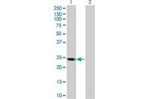 Western Blot analysis of APOL1 expression in transfected 293T cell line by APOL1 MaxPab polyclonal antibody. (APOL1 antibody  (AA 1-238))