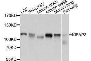 Western blot analysis of extracts of various cell lines, using KIFAP3 antibody. (KIFAP3 antibody  (AA 1-200))