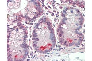 Anti-GUCA2A / Guanylin antibody IHC staining of human small intestine. (GUCA2A antibody  (AA 56-105))