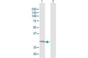 Western Blot analysis of GTF2F2 expression in transfected 293T cell line by GTF2F2 MaxPab polyclonal antibody. (GTF2F2 antibody  (AA 1-249))