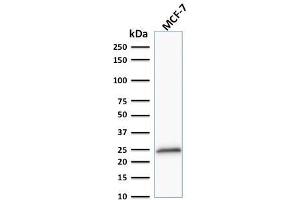 Western Blot Analysis of MCF-7 cell lysate using Bcl-2 Mouse Monoclonal Antibody (100/D5 + 124). (Bcl-2 antibody  (AA 41-54))