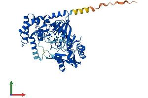 AlphaFold protein structure predicition of Human Recombinant ADSS1 Protein, UniprotID Q8N142 (ADSSL1 Protein (AA 1-457) (His tag))