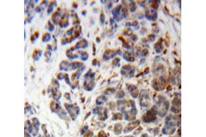 Used in DAB staining on fromalin fixed paraffin-embedded Pancreas tissue (POMC antibody  (AA 23-267))