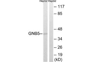 Western blot analysis of extracts from HepG2 cells, using GNB5 antibody. (GNB5 antibody  (Internal Region))