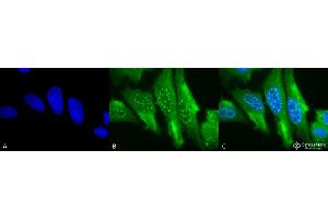 Immunocytochemistry/Immunofluorescence analysis using Mouse Anti-HO-1 Monoclonal Antibody, Clone 1F12-A6 . (HMOX1 antibody  (AA 1-30) (PerCP))