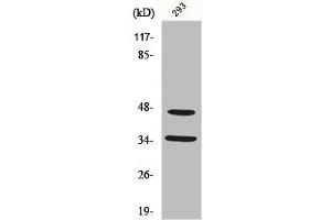 Western Blot analysis of 293 cells using FoxB1/2 Polyclonal Antibody (FOXB1/FOXB2 (Internal Region) antibody)
