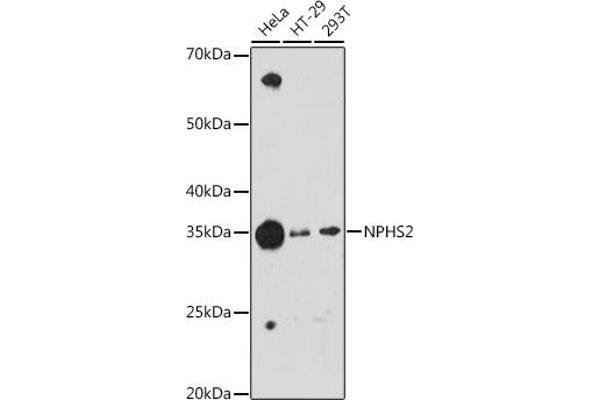 Podocin antibody
