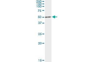 Immunoprecipitation of RCC1 transfected lysate using anti-RCC1 monoclonal antibody and Protein A Magnetic Bead , and immunoblotted with RCC1 MaxPab rabbit polyclonal antibody. (RCC1 antibody  (AA 312-421))