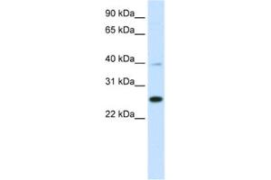 Western Blotting (WB) image for anti-YY1 Associated Factor 2 (YAF2) antibody (ABIN2461508) (YAF2 antibody)