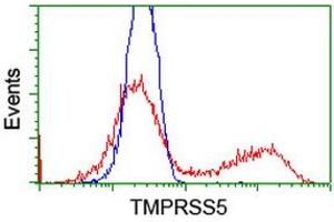 HEK293T cells transfected with either RC223774 overexpress plasmid (Red) or empty vector control plasmid (Blue) were immunostained by anti-TMPRSS5 antibody (ABIN2454938), and then analyzed by flow cytometry. (TMPRSS5 antibody)