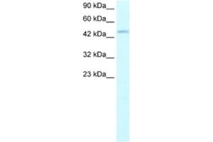 Western Blotting (WB) image for anti-Transcription Factor Dp-2 (E2F Dimerization Partner 2) (TFDP2) antibody (ABIN2460731) (DP2 antibody)