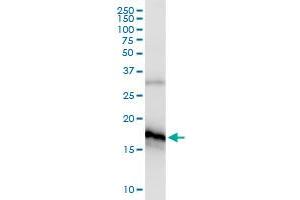 Immunoprecipitation of POLR2H transfected lysate using anti-POLR2H MaxPab rabbit polyclonal antibody and Protein A Magnetic Bead , and immunoblotted with POLR2H monoclonal antibody (M01), clone 3G6-1A4 . (POLR2H antibody  (AA 1-150))