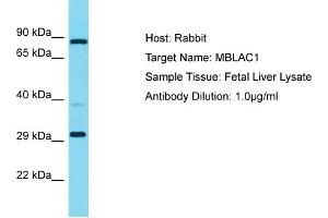Host: Rabbit Target Name: MBLAC1 Sample Type: Fetal Liver lysates Antibody Dilution: 1. (MBLAC1 antibody  (C-Term))