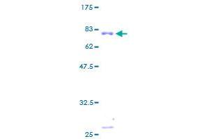 TXNRD2 Protein (AA 1-428) (GST tag)