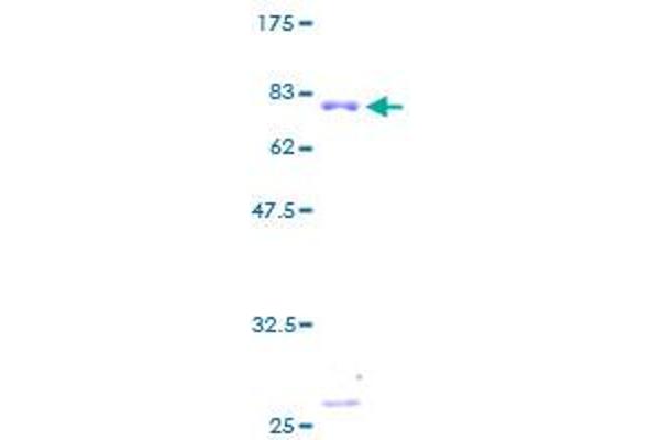 TXNRD2 Protein (AA 1-428) (GST tag)