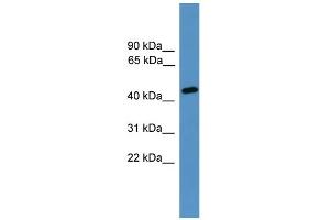 WB Suggested Anti-Elk3 Antibody Titration:  0. (ELK3 antibody  (N-Term))