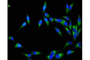 Immunofluorescent analysis of Hela cells using ABIN7161130 at dilution of 1:100 and Alexa Fluor 488-congugated AffiniPure Goat Anti-Rabbit IgG(H+L) (NEDD8 antibody  (AA 1-81))