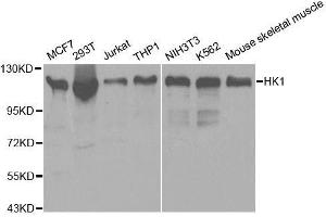 Western blot analysis of extracts of various cell lines, using HK1 antibody. (Hexokinase 1 antibody  (AA 20-300))