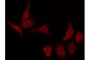 ABIN6276018 staining NIH-3T3 by IF/ICC. (GPR157 antibody  (C-Term))
