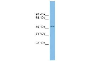 WB Suggested Anti-CLEC4M Antibody Titration: 0. (C-Type Lectin Domain Family 4, Member M (CLEC4M) (Middle Region) antibody)