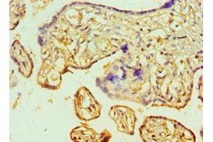 JMJD6 antibody  (AA 1-320)