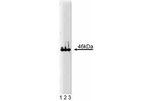 Western blot analysis of VASP on human endothelial cell lysate. (VASP antibody  (AA 248-379))