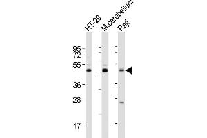 All lanes : Anti-GLUL Antibody (N-term) at 1:2000 dilution Lane 1: HT-29 whole cell lysates Lane 2: mouse cerebellum lysates Lane 3: Raji whole cell lysates Lysates/proteins at 20 μg per lane. (GLUL antibody  (N-Term))