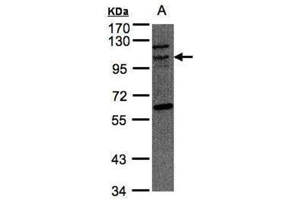 TAO Kinase 3 anticorps