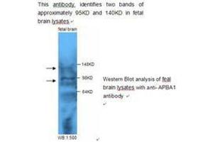 Image no. 1 for anti-Amyloid beta (A4) Precursor Protein-Binding, Family A, Member 1 (APBA1) antibody (ABIN790826) (APBA1 antibody)