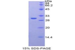 SDS-PAGE (SDS) image for Galactose 3-O-Sulfotransferase 1 (GAL3ST1) (AA 215-423) protein (His tag) (ABIN2124897)