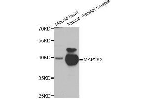 Western blot analysis of extracts of mouse heart and mouse skeletal cell lines, using MAP2K3 antibody. (MAP2K3 antibody)